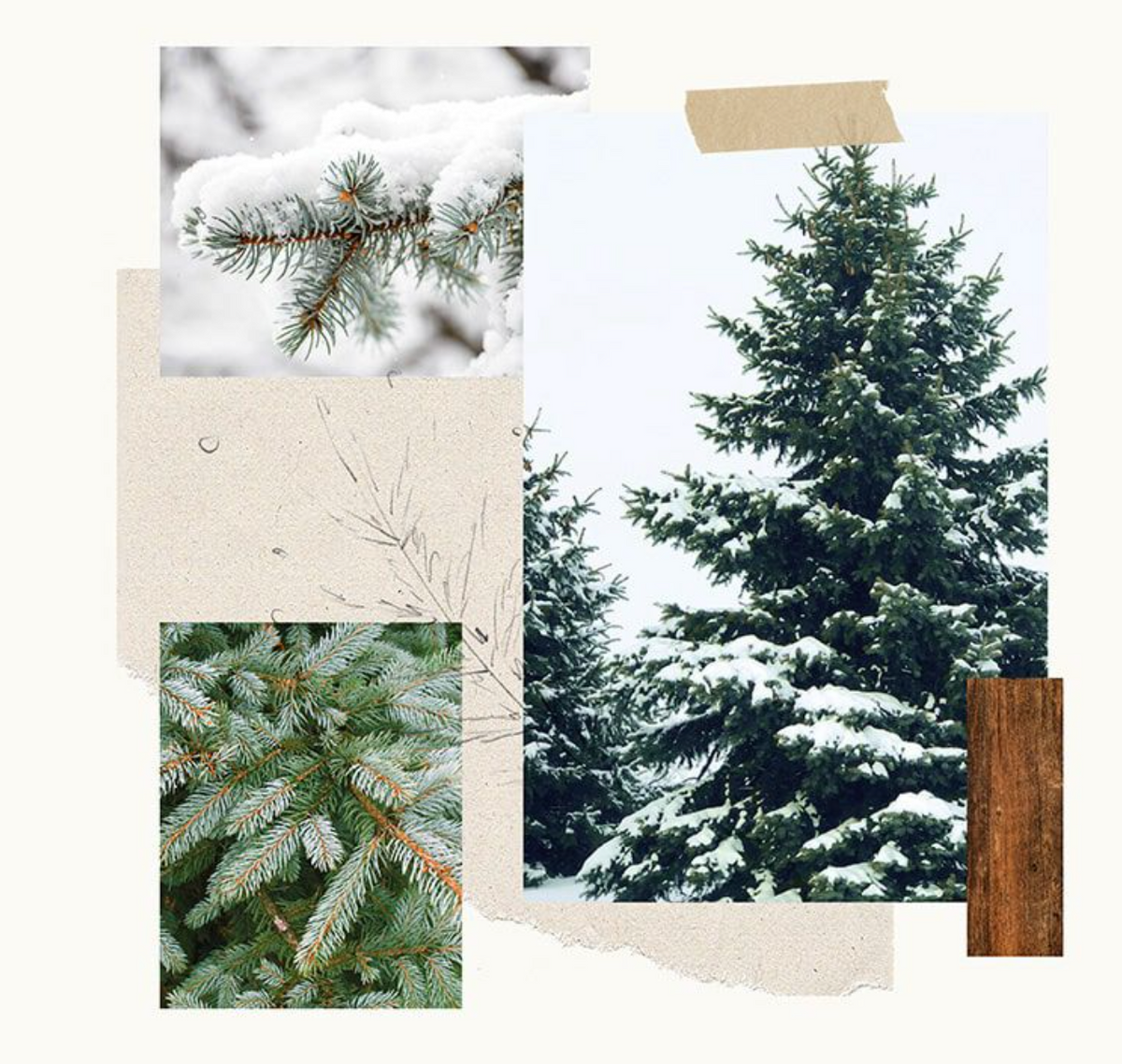 Frasier Fir Statement Poured Candle Small, Pine Needle