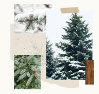 Frasier Fir Statement Poured Candle Small, Pine Needle