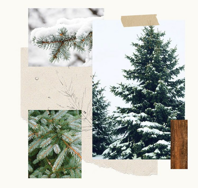 Frasier Fir Statement Poured Candle Small, Pine Needle